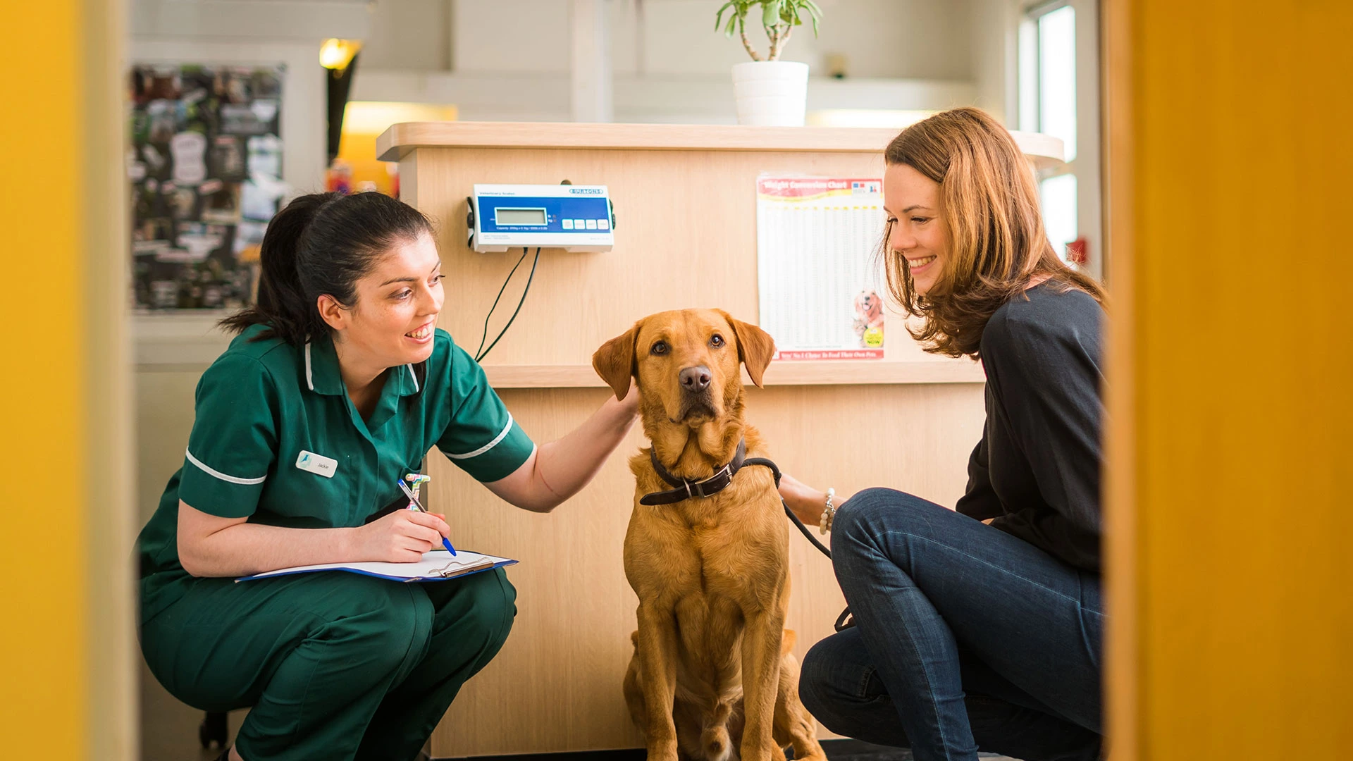 Labrador in reception waiting room 