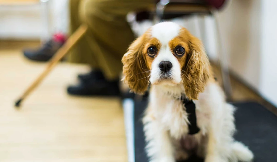 Dog waiting in waiting room
