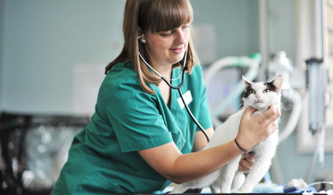 White cat and vet nurse with stethoscope