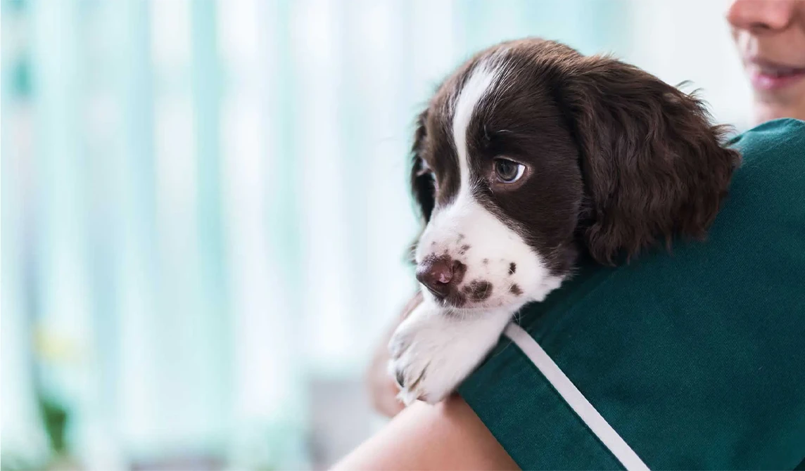 puppy with vet nurse