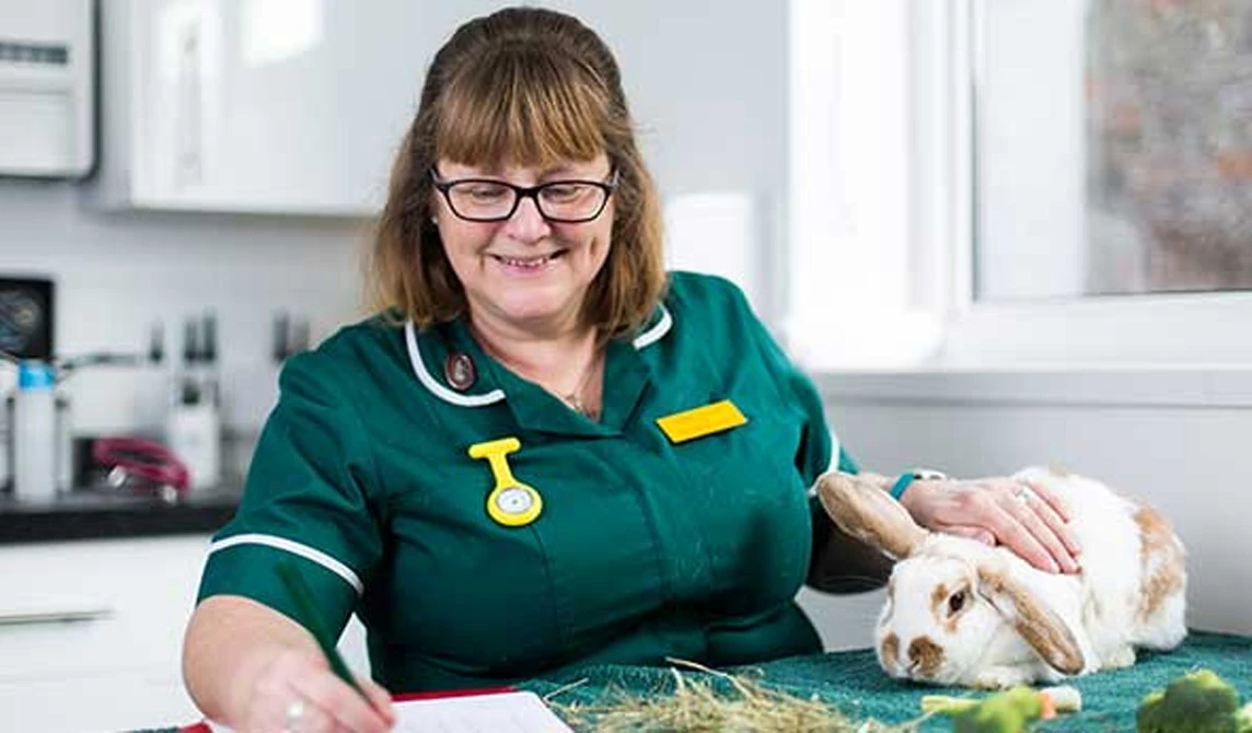 Rabbit consultation