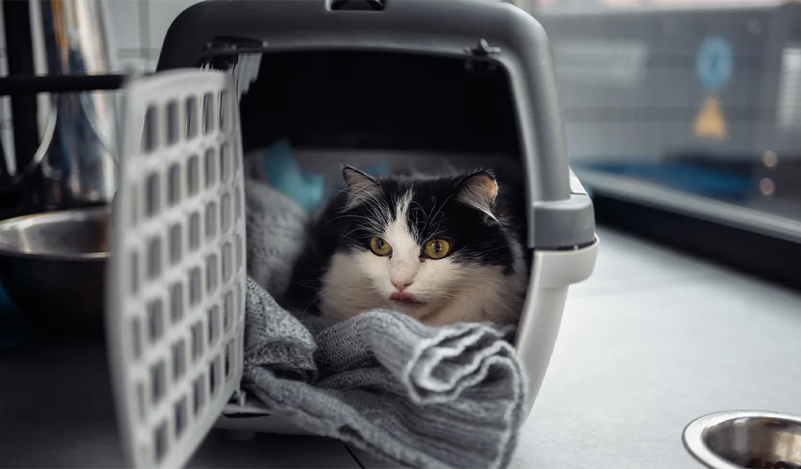 black and white cat in cat carrier