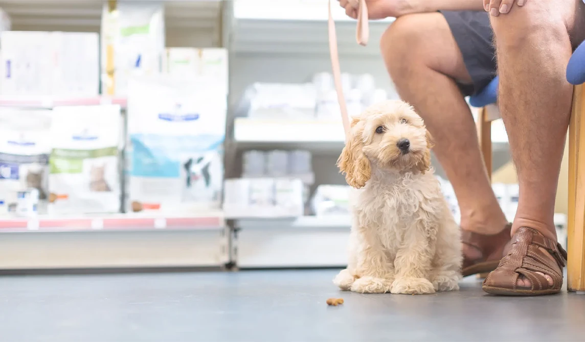 small fluffy beige dog in vet waiting room