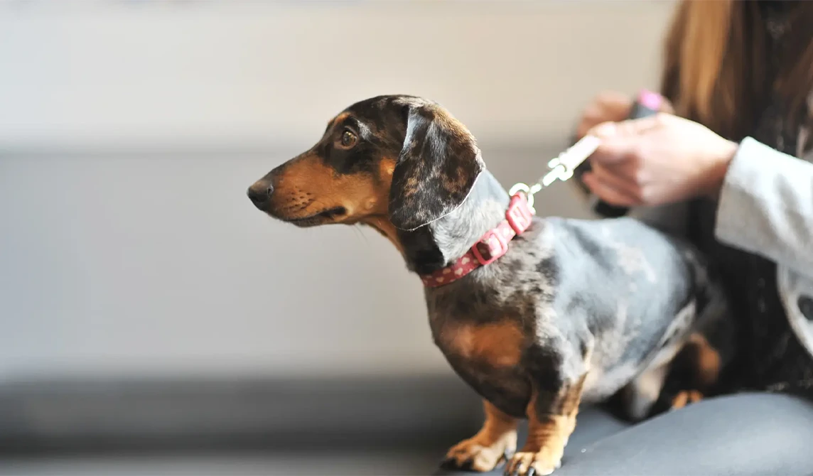 small brown and black dog with pink collar