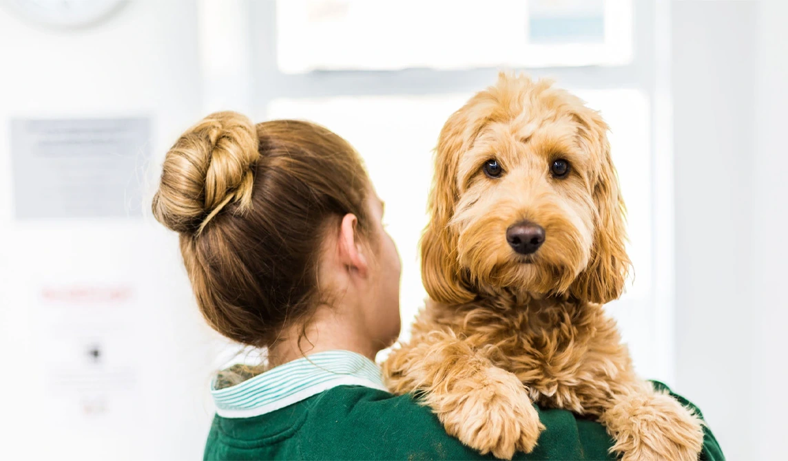 fluffy golden dog looking over vet nurse shoulder