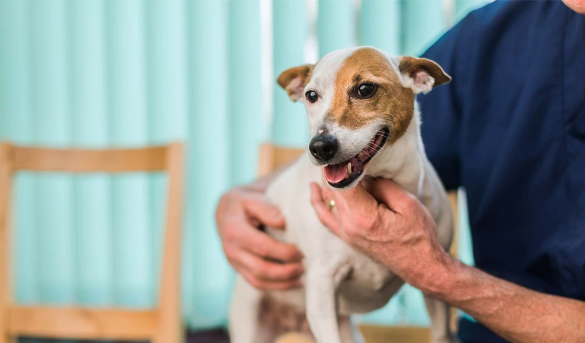 small white and tan dog