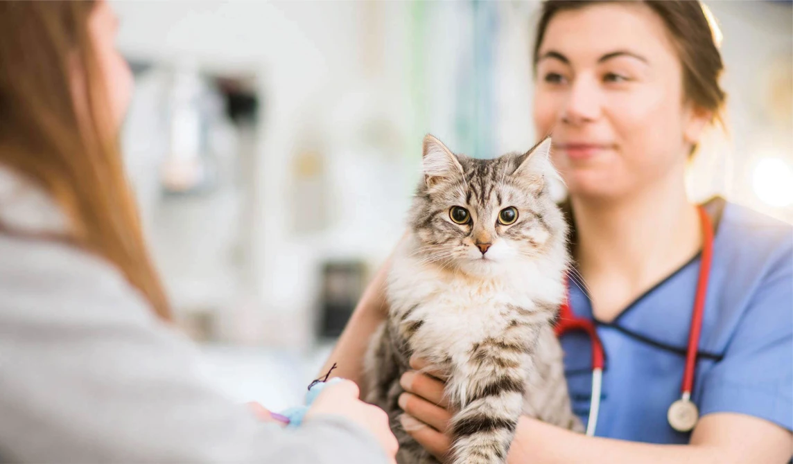 white and grey cat with vet