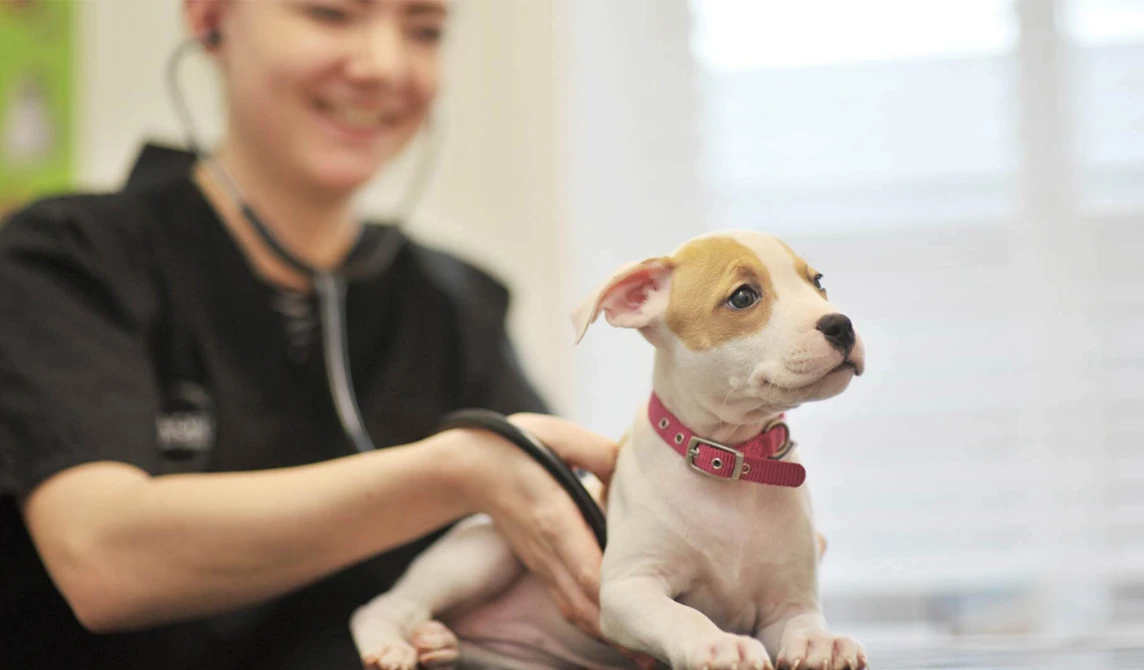 white and tan puppy with vet