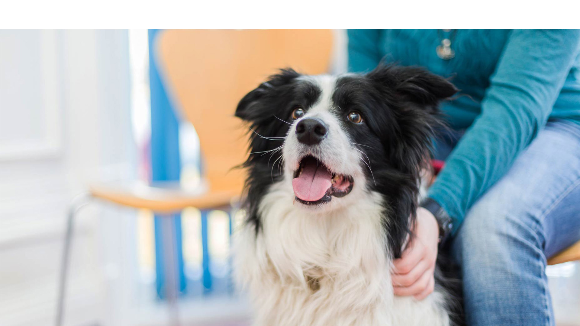 collie dog in reception