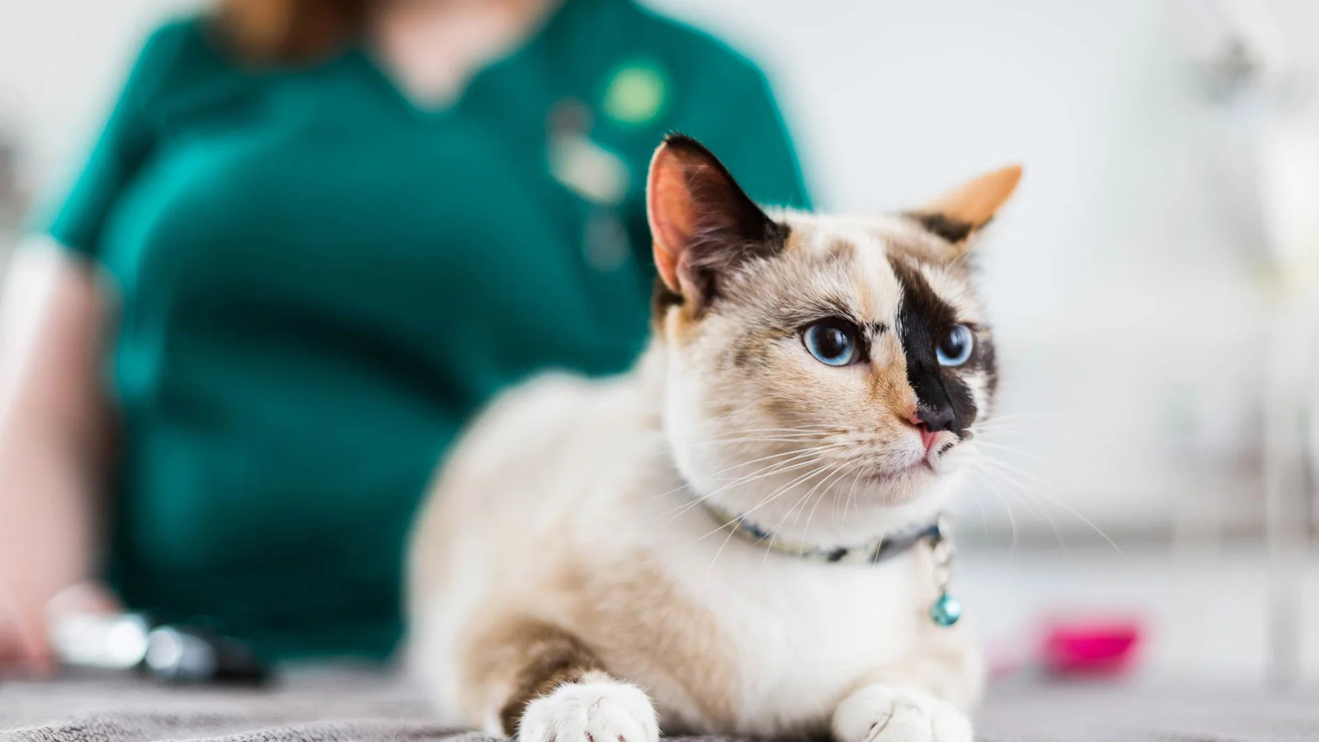 cat sat on consultation table