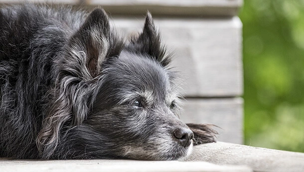 dog sitting on bench