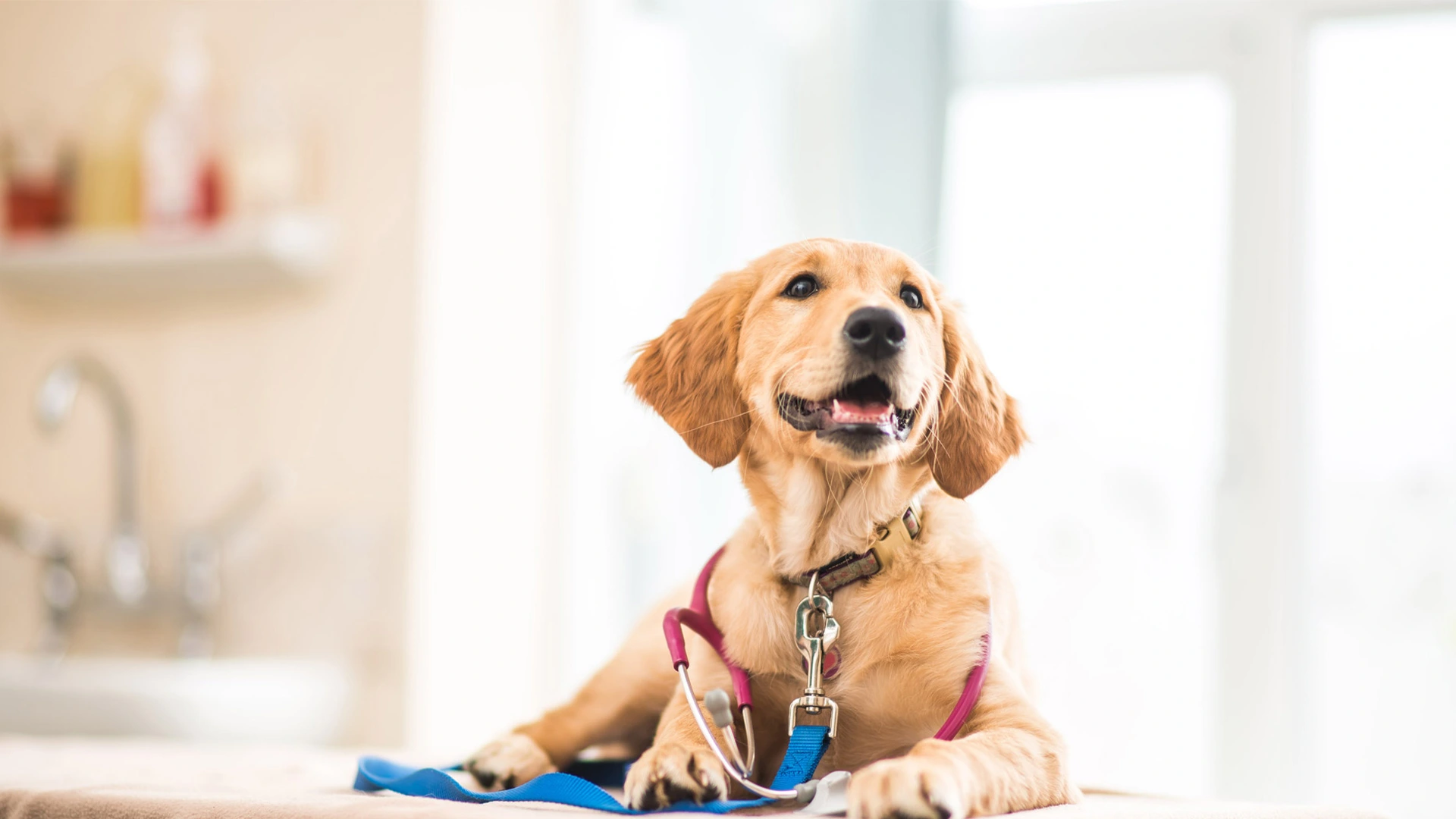 Vet consult with owners