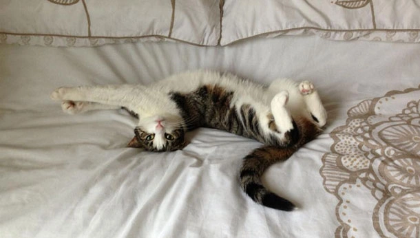 Cat on its back playfully