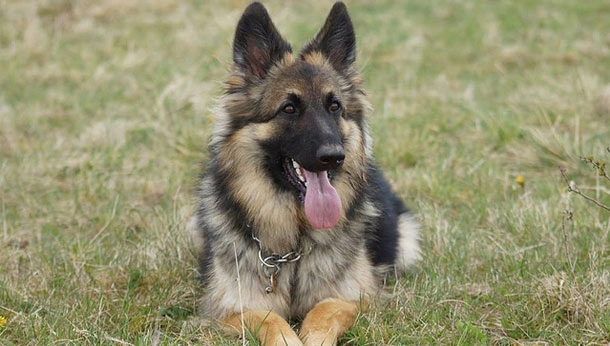 German Sheppard laying in grass