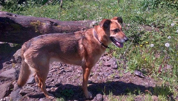 Brown dog outside exploring
