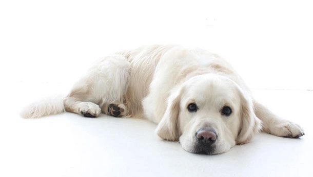Large white dog laying dog