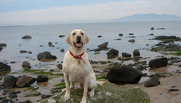 Dog on beach