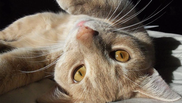 Cat on its back in the sun