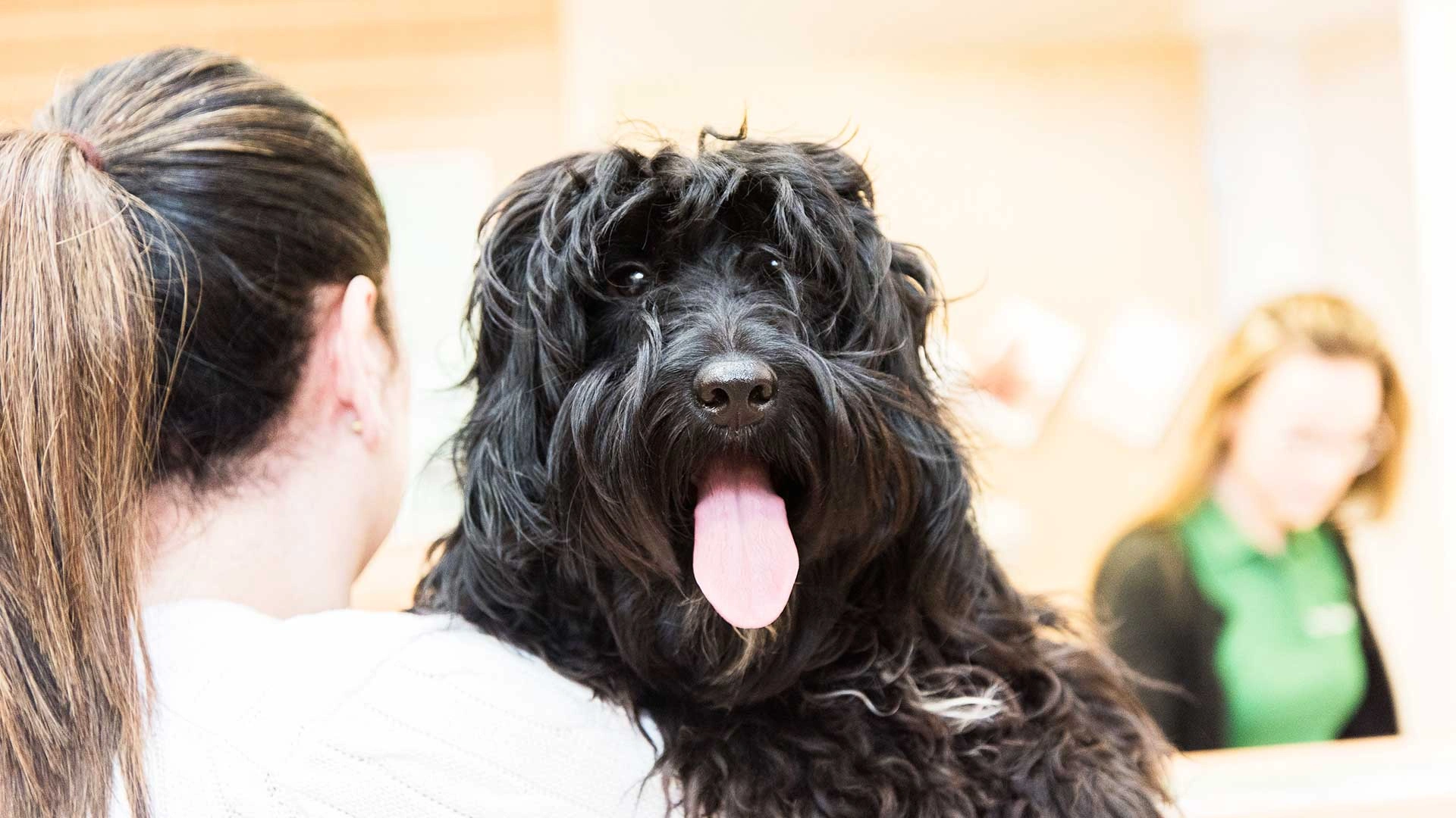 Black fluffy dog held by owner