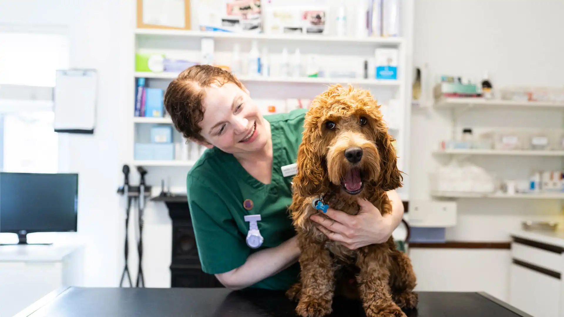 Brown dog in consultation