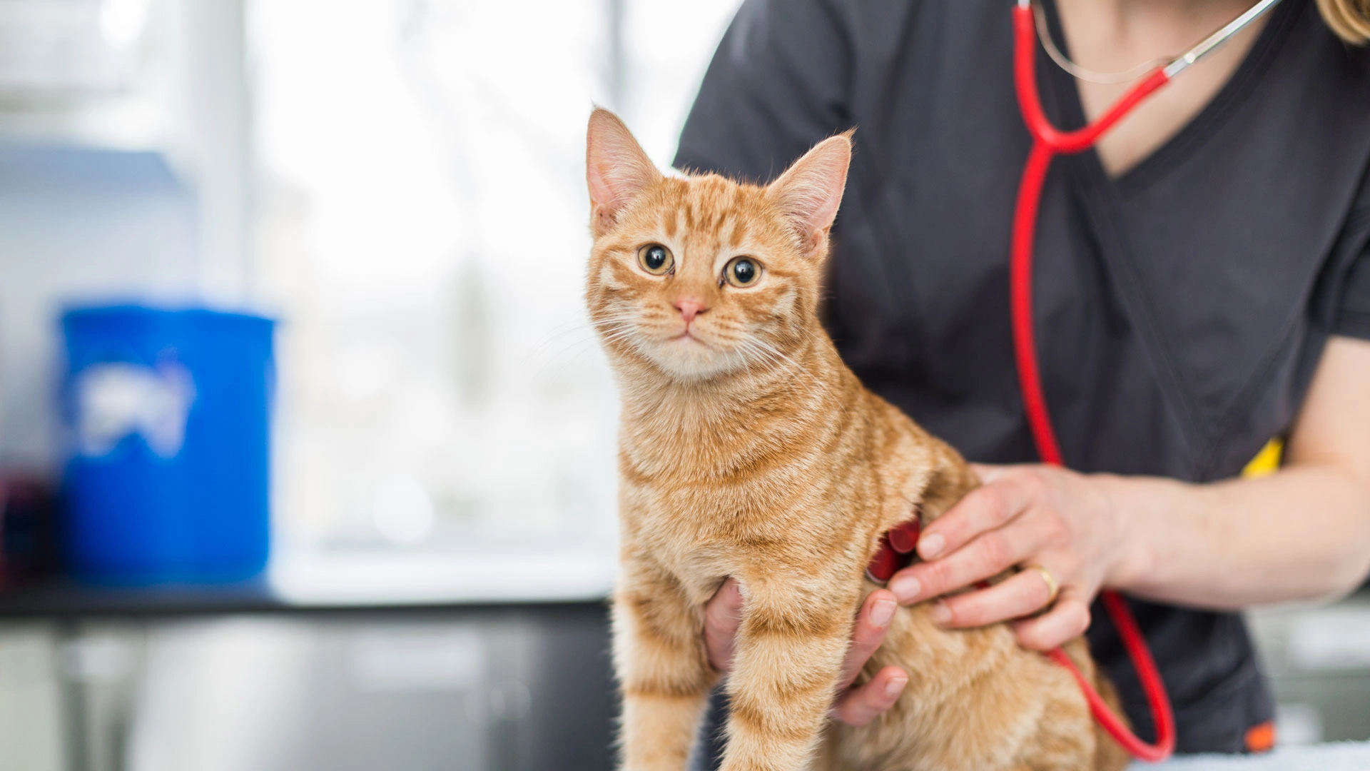 Ginger cat consultation