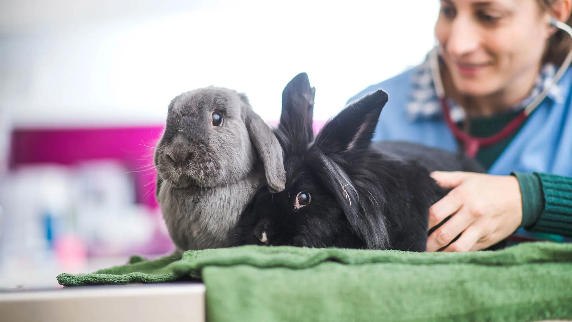 Grey and black rabbits