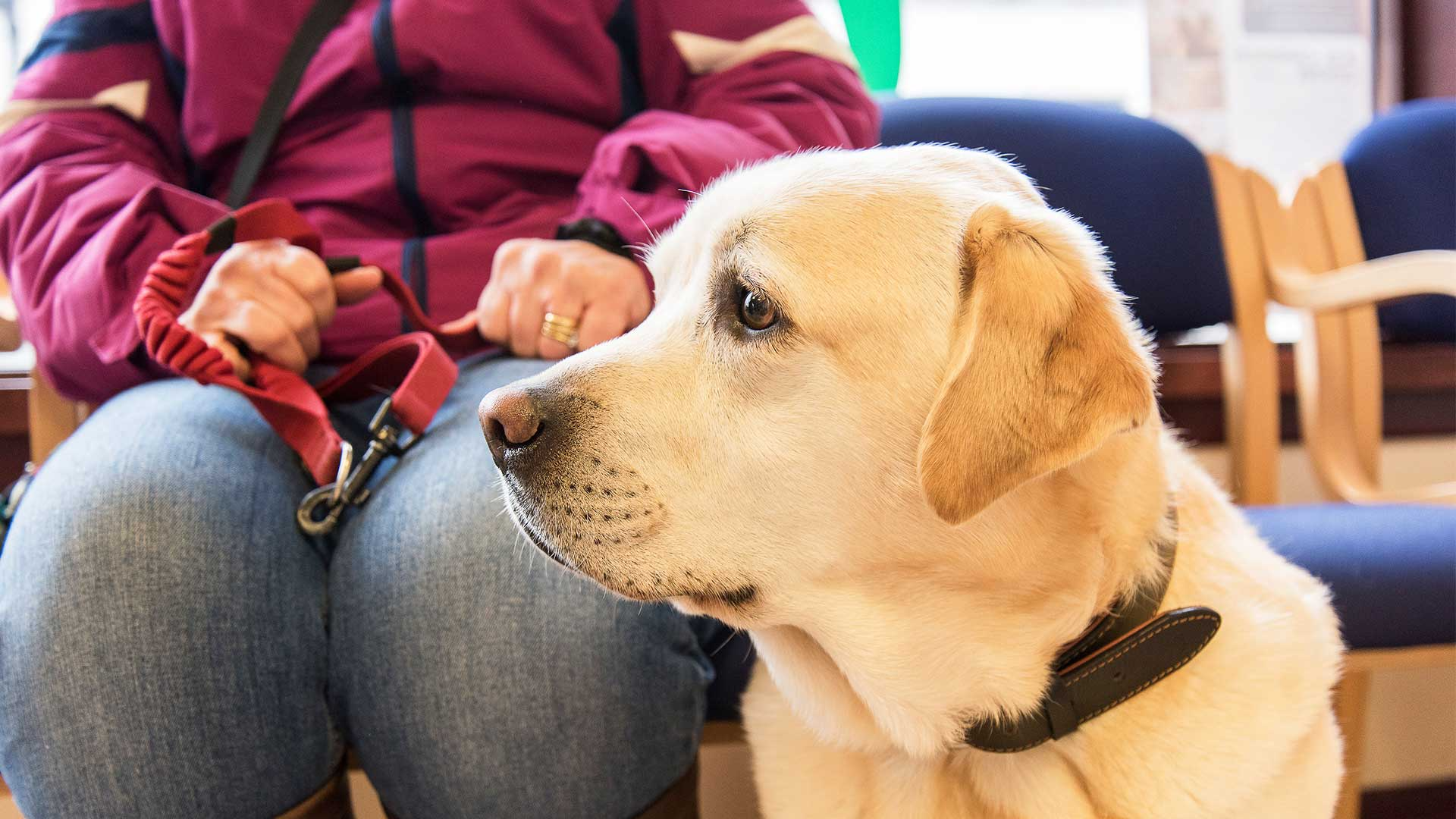 Lab waiting in reception