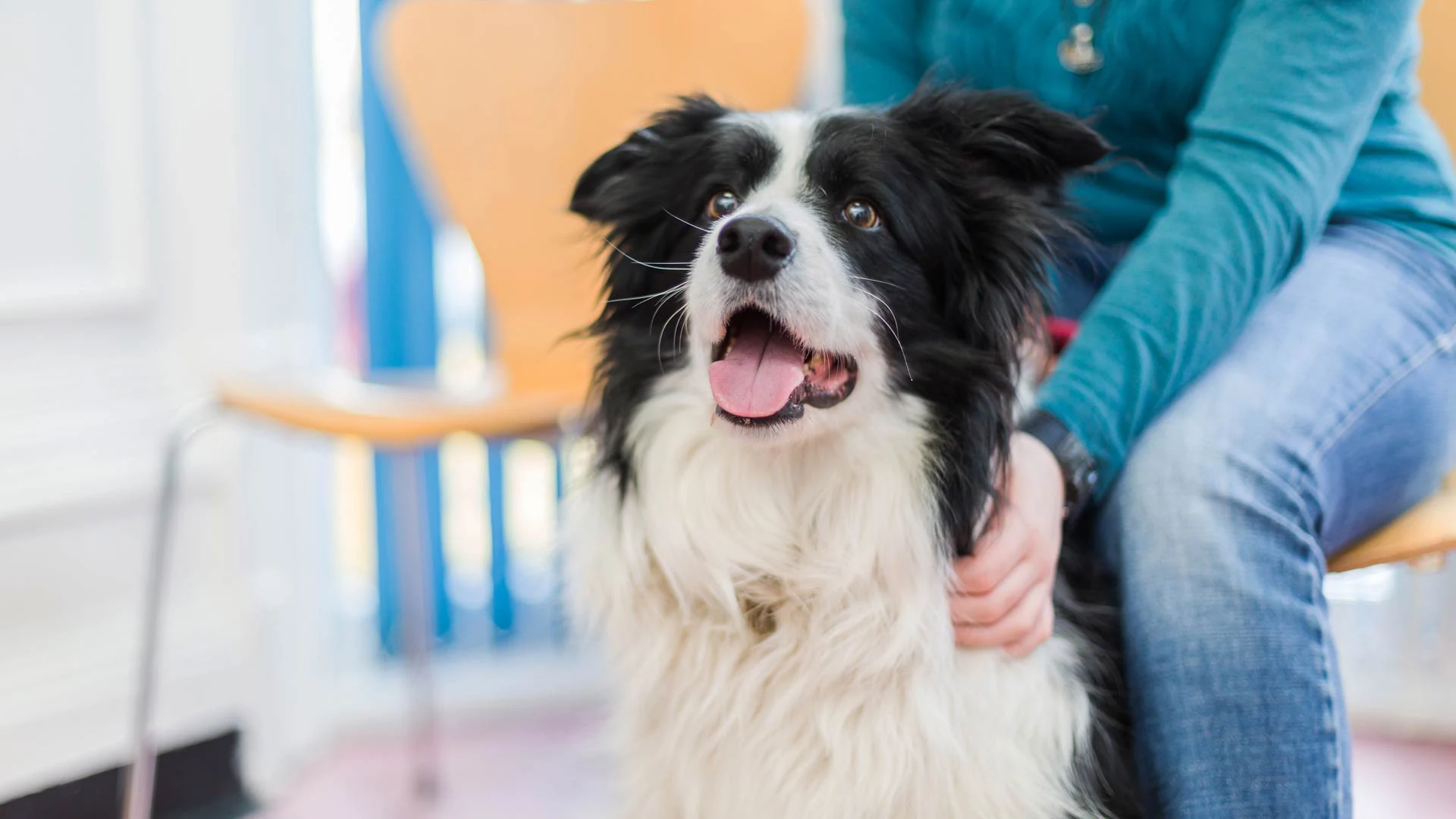 border collie at vet reception