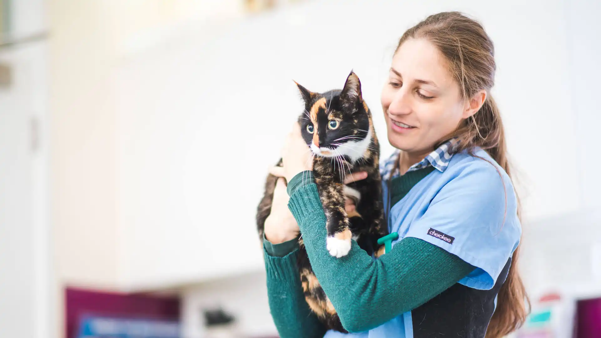 vet holding cat