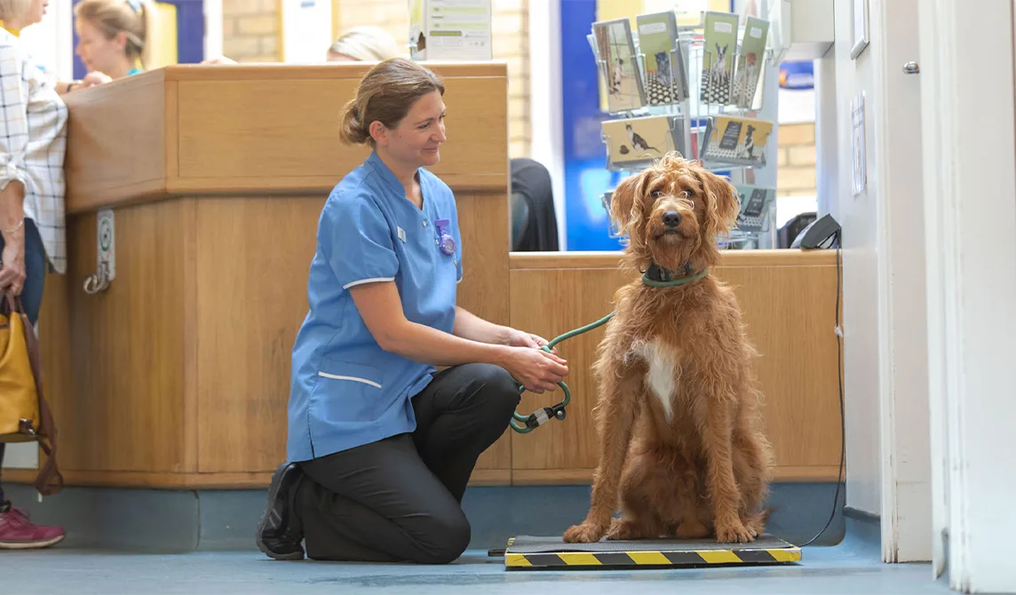 dog and nurse at reception