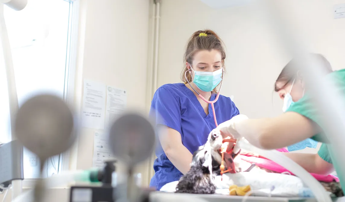 dog under anaesthesia