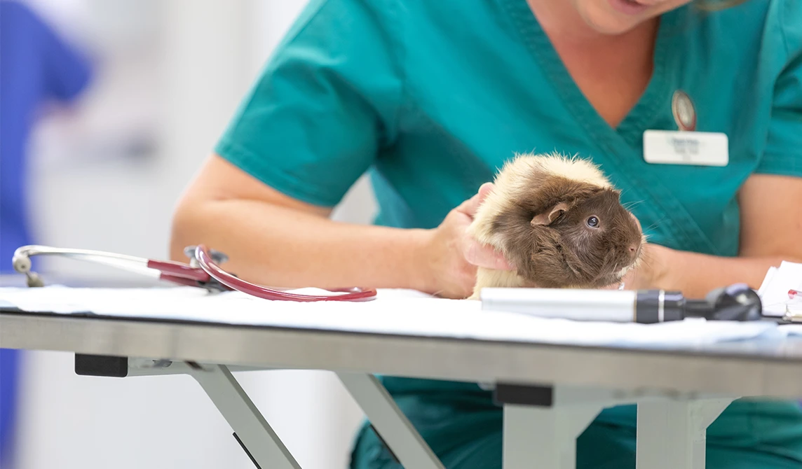 guinea pig on consultation tabme