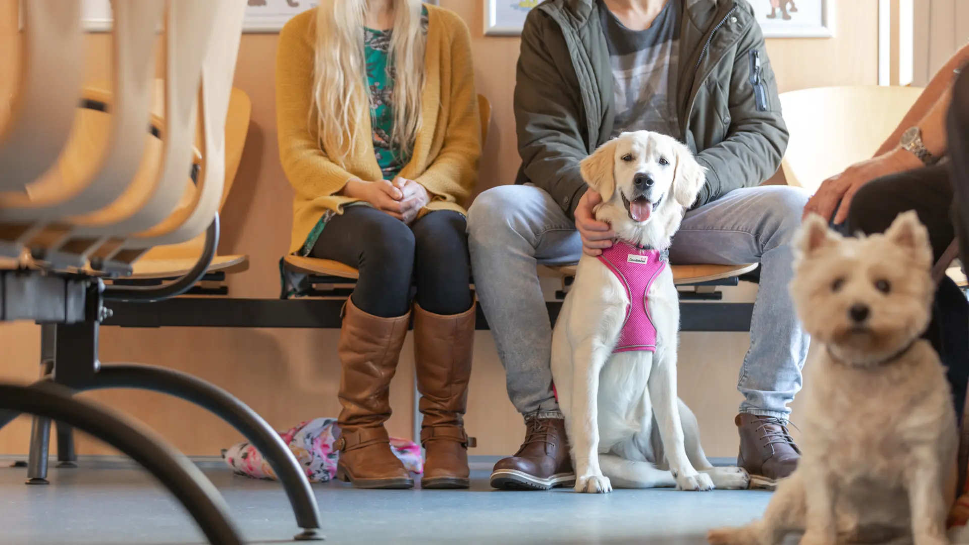 Dogs in the waiting room