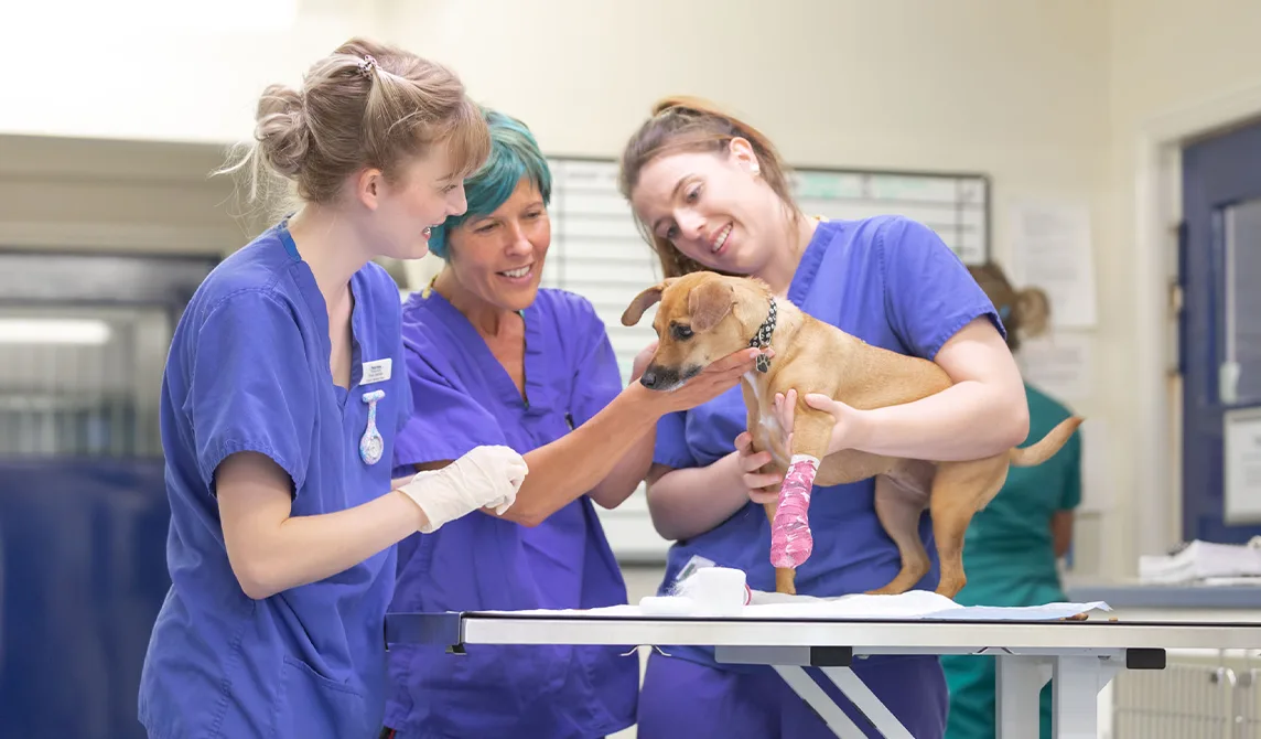 dog getting a bandage