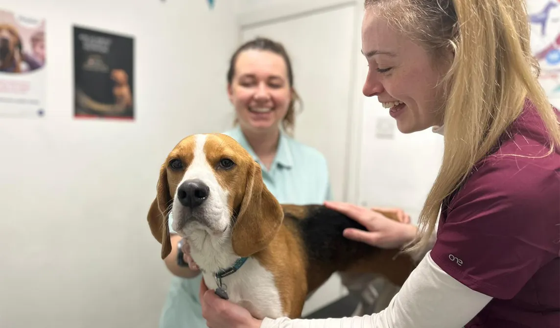 beagle with student vet nurse and animal care assistant