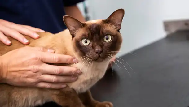 brown cat looking into camera