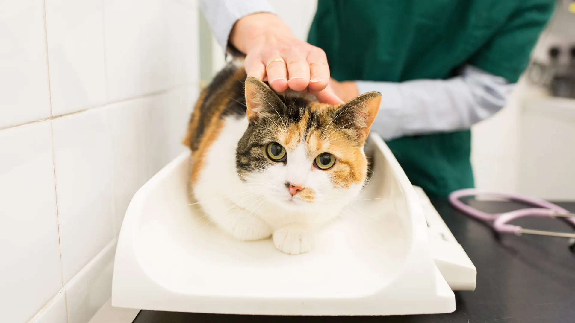Calico cat sitting on weight scales