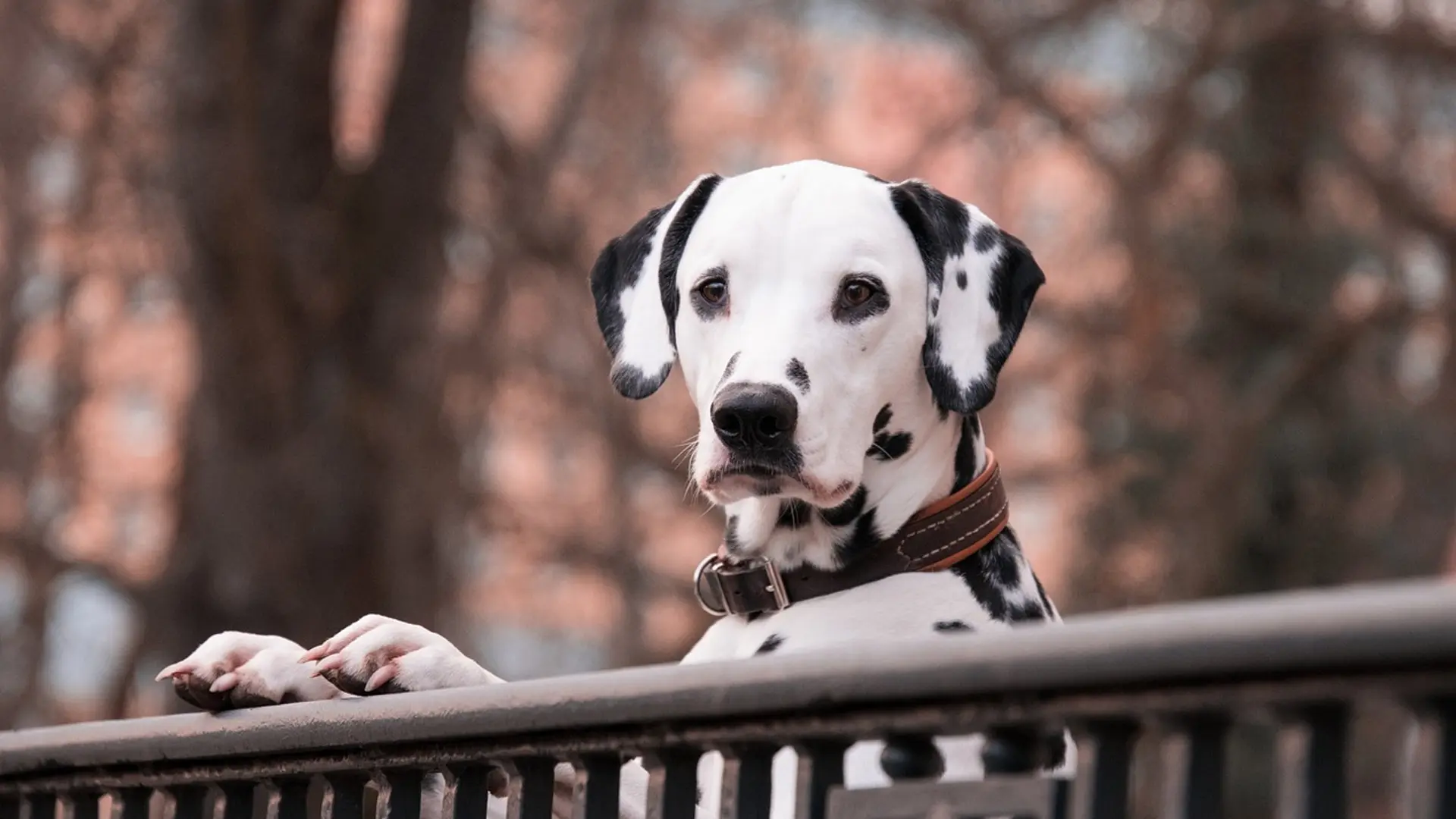 dalmation dog looking over fence