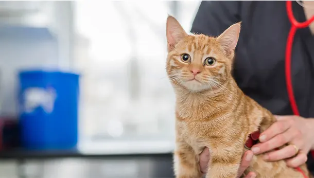 ginger cat