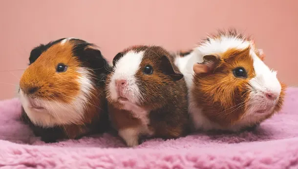 three hamsters