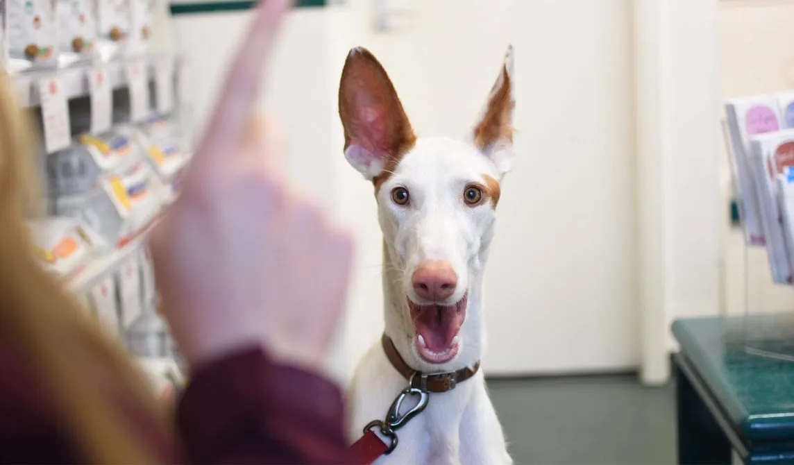 large white dog with mouth open
