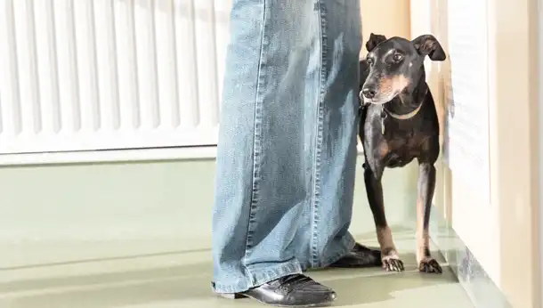 dog standing behind owner's legs