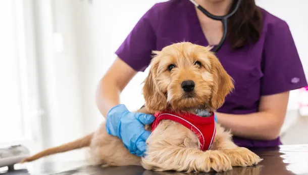 golden retriever puppy vet consultation