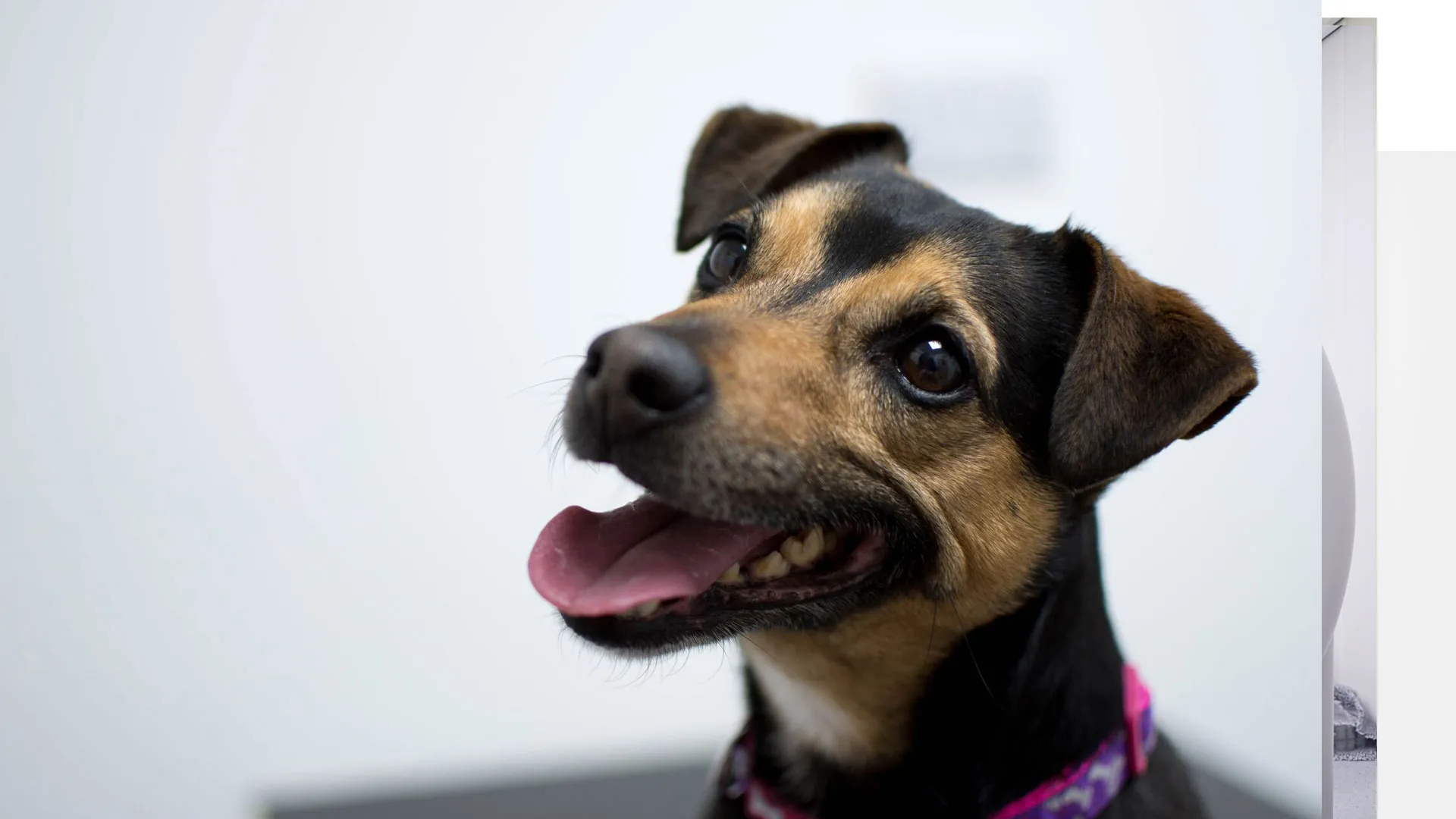 small dog looking up