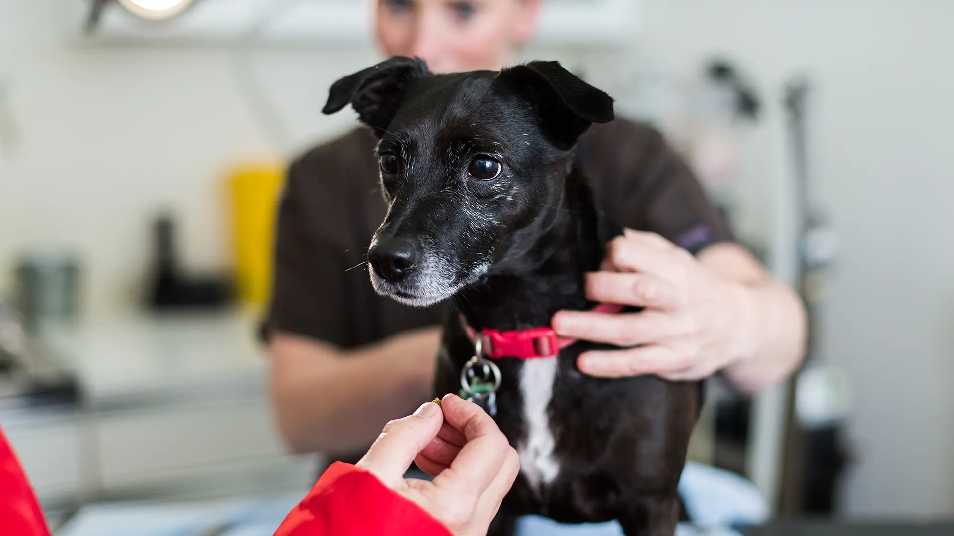 small black and white dog