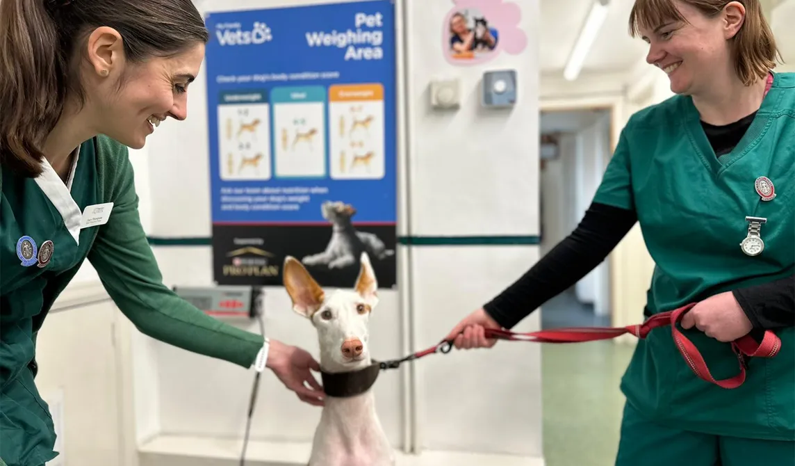 two veterinary nurses with a white dog
