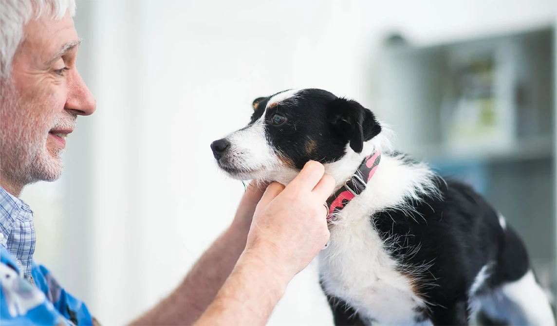 black and white dog with vet