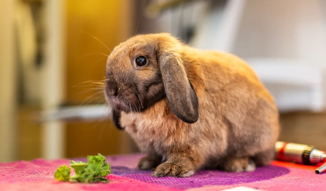 brown rabbit on pink blanket with lettuce