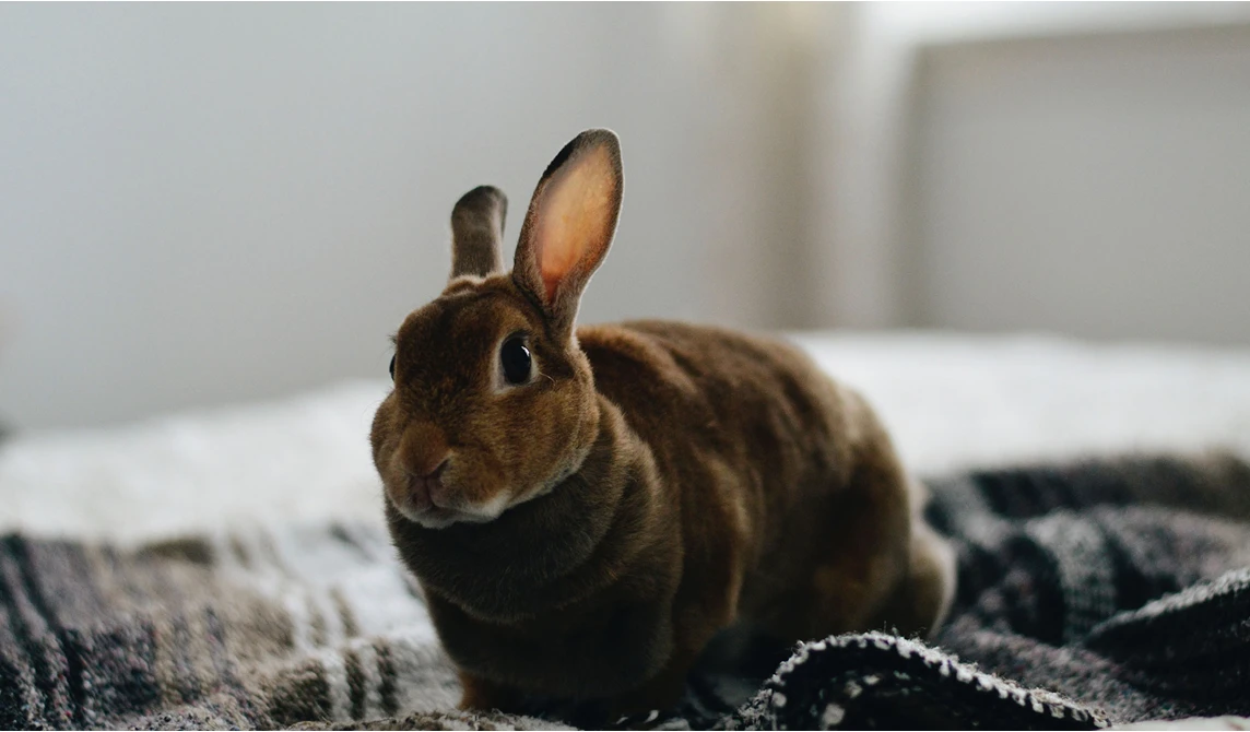 brown rabbit sitting on grey blanket