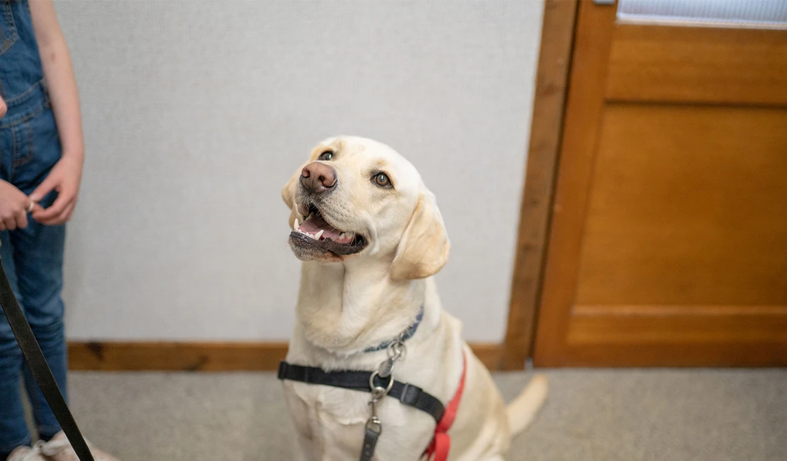 cream dog with owner at vets
